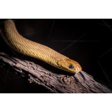 Culebra comedora de huevos - Dasypeltis gansi 